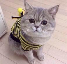 怎么赶走猫最有效
