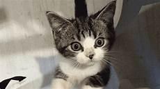 猫的叫声发怒