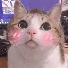 猫头像可爱图片